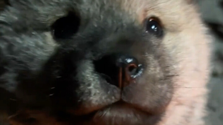 Grandma brought a little mutt.