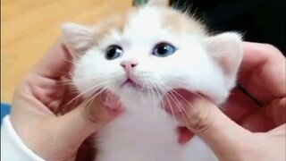 Seberapa lucunya anak kucing? Lelaki perkasa sekarat setelah melihat!