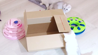 ลูกแมวสกอตติชสีเงินพร้อมกล่อง