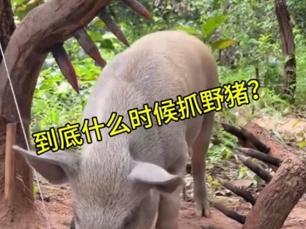 When should we hunt wild boars?