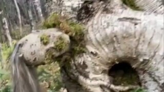 Đừng ôm cây một cách tùy tiện