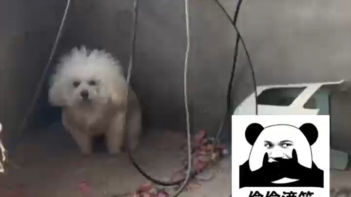 คุณชายเล่อเล่อก็เหมือนพระสนมที่บ้าคลั่งในตำหนักเย็น