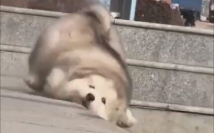 How can there be such a round dog? [Alaska pig content 100%]