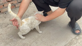 Demonstrating divine powers to stray cats once again