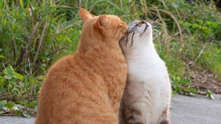 อย่าเอากระดิ่งรูปหัวใจของคุณมาจ่อที่ฉันเลย ขอบคุณ