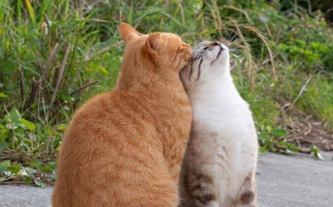 不要用你的心形铃铛对着我，谢谢