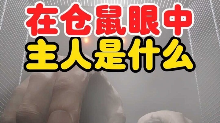 在仓鼠眼中的人类是什么样的？