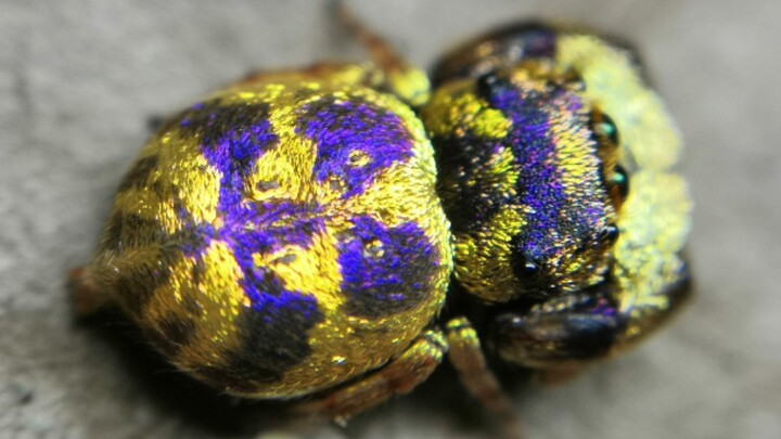 Chinese Jumping Spider. Have You Seen This Before?