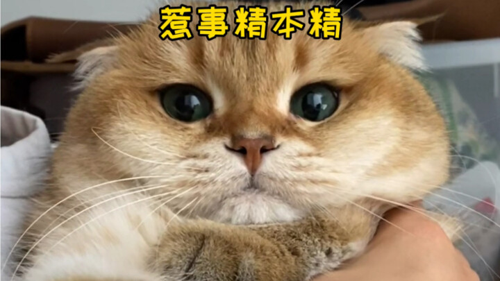 Kakak Perempuanmu Mengajari Kamu Cara Menjadi Kucing yang Bijak