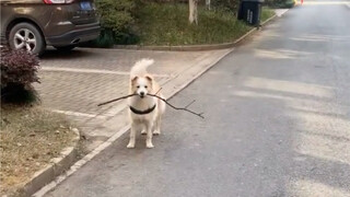What's it like to have a dog that can communicate seamlessly?