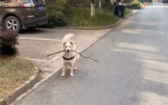 What's it like to have a dog that can communicate seamlessly?