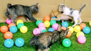 Kittens reactions to the ball dropped for the first time