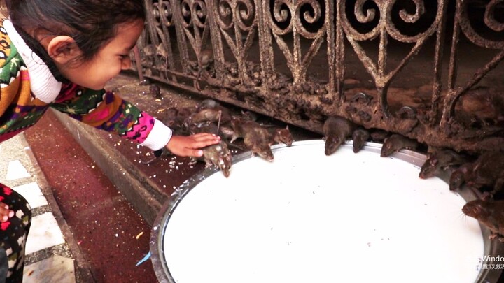【Mouse Worship】India's Rat Temple Worships Mice Drinking Milk