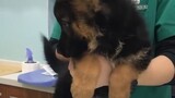 The German Shepherd baby was so scared of his first injection that he was laughed at by the doctor