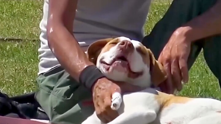 “Can I buy your dog for $50,000?”