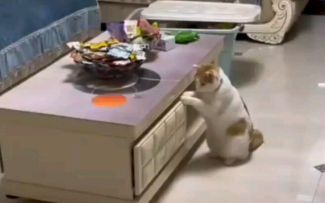 هذا القط فعلاً بيسرق! مياو: المهم هو الحذر الشديد!