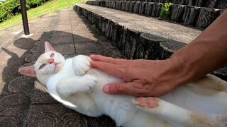 Stray Cat Sleeping on the Stairs. I Got to Touch Its Face.