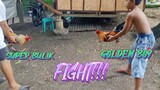 SUPER BULIK VS GOLDEN BOY SWEATER  SPAR!!