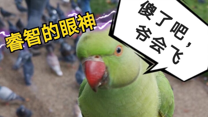 [Parrot and Pigeon] Sir, why are you peeing on my hand?