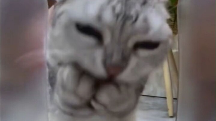 هذا القط جعلني أضحك لمدة دقيقة!