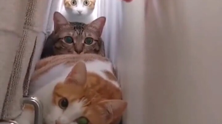 Cat Aliens’ Secret Base