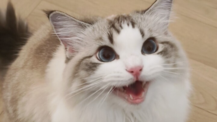 Tình yêu là tiếng mèo con kêu meo meo với bạn