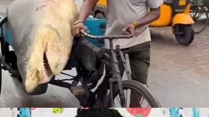 Fisherman Catches Massive 400 kg Fish #捕鱼 #巨型大鱼 #钓鱼人 #爆护 #钓鱼记录 #400公斤大鱼 #海钓 #出海捕鱼 #罕见大鱼 #神奇大海 #BigFi