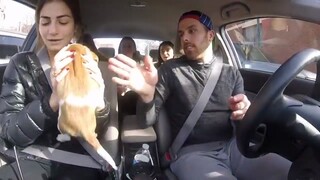 Uber司机小哥带着收养的流浪狗一起开车，能在星期一的早晨打到这样的车，一整天的上班心情都会变好吧