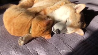 这也太甜了吧，柴犬和大橘是真的好配啊！
