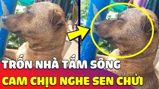 Biểu cảm 'HÀI HƯỚC' của chú chó khi ngồi chịu đựng nghe 'SEN CHỬI' vì trốn nhà đi tắm sông 😅 Gâu Đần