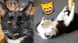Funny CATS REACT to Catnip â„–2 ðŸ™€ TikTok Compilation 2023 | JoysPets