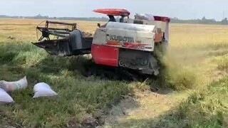 Máy Cắt Lúa KUBOTA-YANMAR l Máy Gặt Đập Liên Hợp