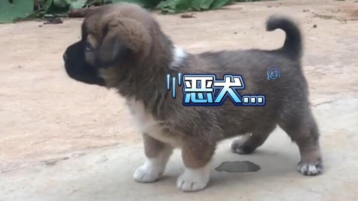 "Gạo thơm kết hợp với chó, càng nghe càng hay!"