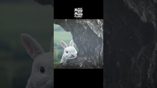 Rabbit - MOGMOG PLANET Observation Diary | It's Anime #shorts #anime #animals