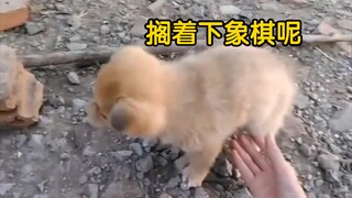 People are at their most vulnerable when they're pooping, and dogs are no different.