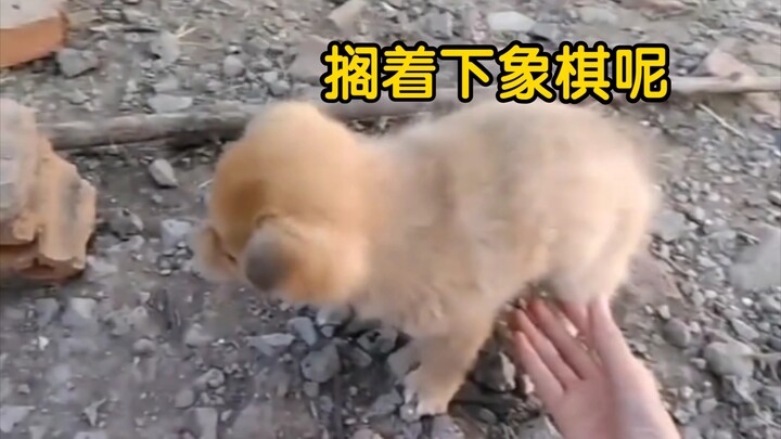 People are at their most vulnerable when they're pooping, and dogs are no different.