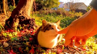 [Animals]Petting a stray cat resting on a slope in the sunshine