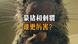 Siapa yang lebih kuat, landak atau landak mini?