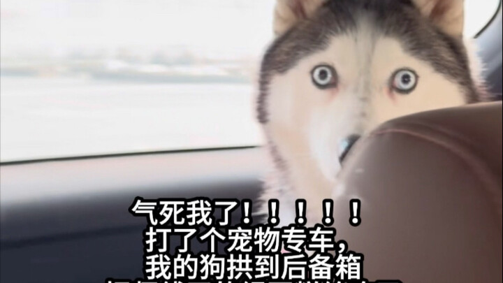 Such a kind person! The dog owner’s pup is so forgiving—it’s really touching. (Shen Rourou is just C