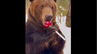 惊呆了😮！俄罗斯糖果公司为家养熊量身定制的巨型草莓味棒棒糖，太有爱了吧💖！