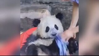 一方水土养一方熊猫