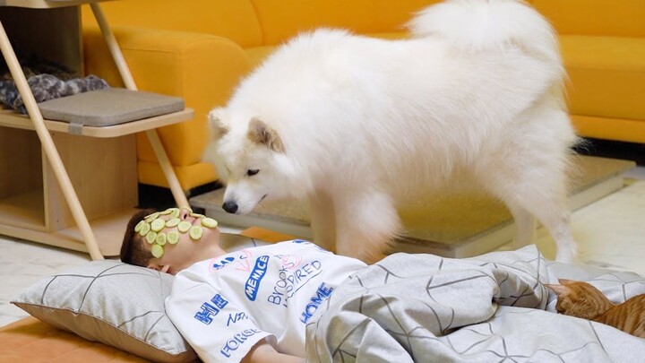 Apa yang akan terjadi jika berpura-pura tidur sambil menempelkan mentimun di depan seekor Samoyed?