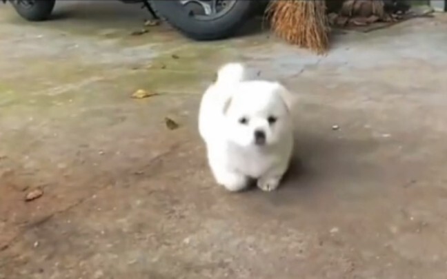 “Saya umumkan, saya cinta anjing kampung!”