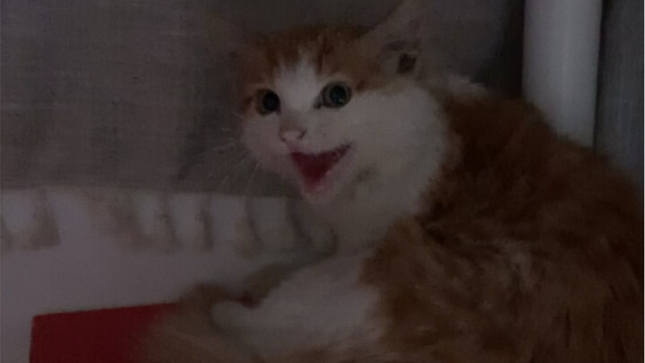 Nekat bawa kucing liar pulang, dan digigit-gigitin sama kucing itu selama sebulan penuh!