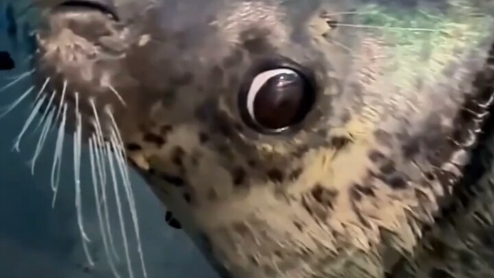 When you say the baby seal is so cute, its mom will poke her head out.