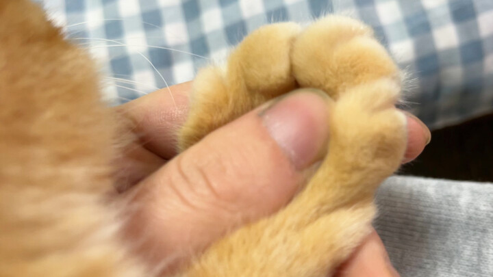 Aku akan makan kaki kucing tanpa tulang sebanyak yang kau bisa!