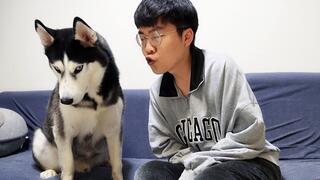 Reaction of a Husky being kissed.
