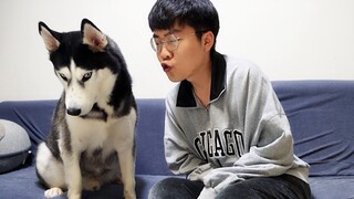 Phản ứng của Husky sau khi được hôn