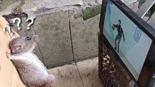 《动物迷惑行为大赏129》