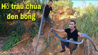 Săn Bắt Ẩm Thực Vùng Cao Thu Phục Hổ Trâu Chúa Trong Hang Sâu 10M | SBATVC